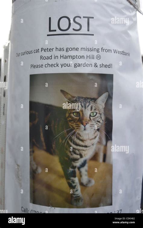 missing cat poster for a curious cat called peter, hampton hill, middlesex, england Stock Photo ...