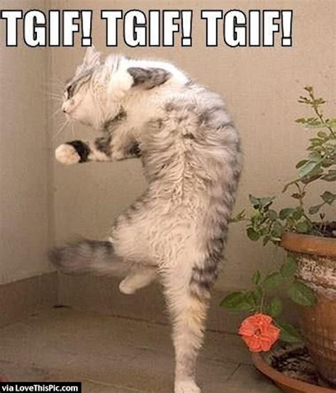 Funny Cat TGIF Meme Pictures, Photos, and Images for Facebook, Tumblr, Pinterest, and Twitter