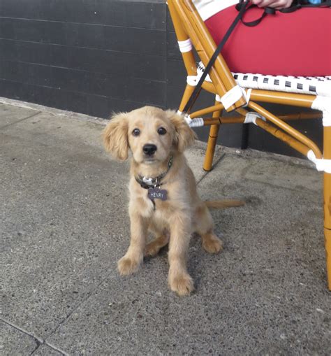 Dog of the Day: Henry the Miniature Golden Retriever (Cocker Spaniel Mix) Puppy | The Dogs of ...