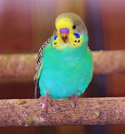 Parakeet | Pet birds, Budgies, Budgies bird