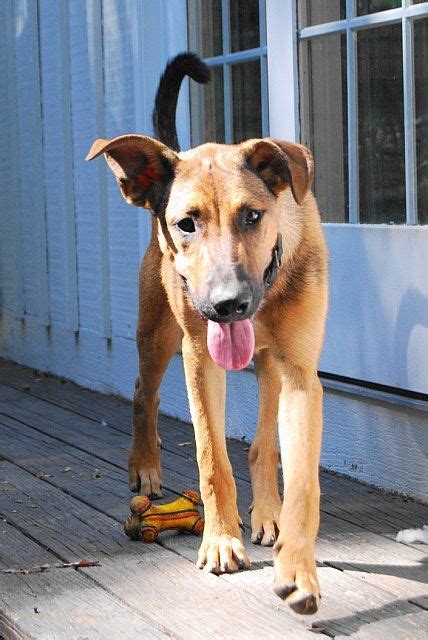 Shepherd/Hound Mix RESCUE puppy Teacher Prayer, Rescue Puppies, Hound, Make Me Smile, Labrador ...