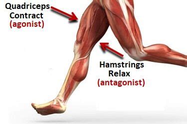 How the hamstrings and quadriceps work together | Foot cramps ...