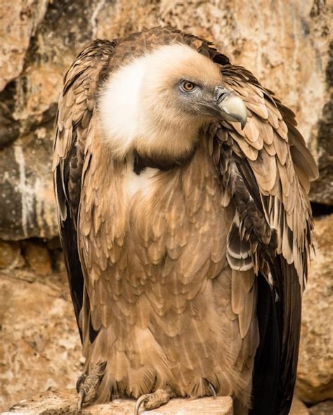 Premium Photo | Close-up of vulture