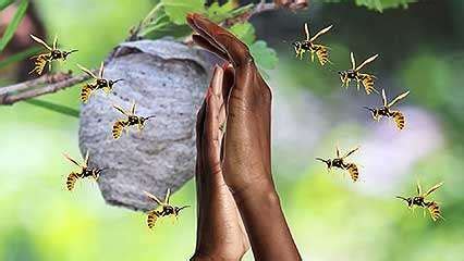 social insect | Definition & Facts | Britannica.com