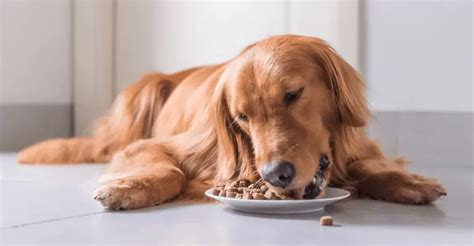 Common Golden Retriever Allergies: Causes & Treatments