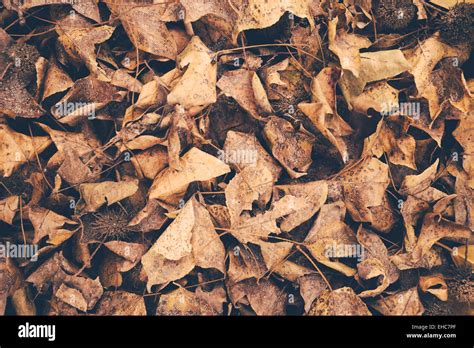 autumn leaves background vintage retro Stock Photo - Alamy