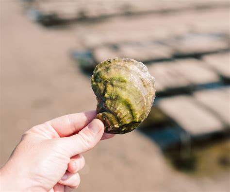 Wellfleet Oysters from Wellfleet, MA - Island Creek Oysters | Buy ...