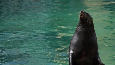 Sea Lion Clapping Stock Footage Video (100% Royalty-free) 13704764 | Shutterstock