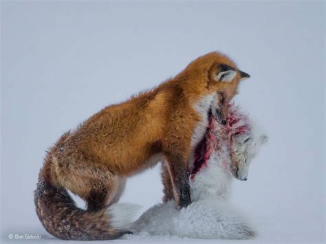 Wildlife Photographer of the Year 2015: Haunting image of red fox ...