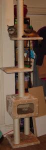 Cat tree for small spaces.