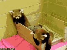 Sad Red Panda Gif