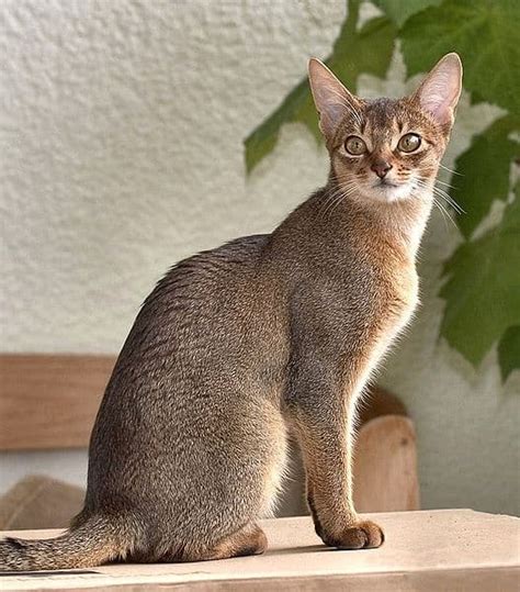 Abyssinian Cat Mix