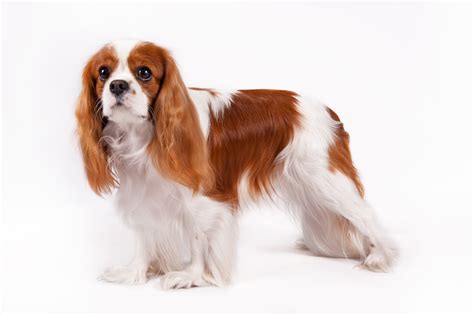 Dog Breeds Beloved by Royalty: Salukis, Shih Tzus, and More