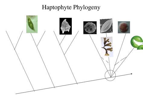 PPT - HAPTOPHYTES PowerPoint Presentation, free download - ID:6221276