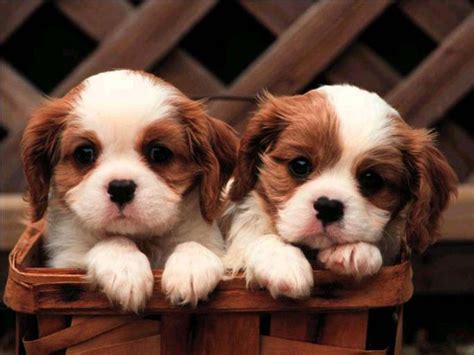 🔥 [100+] Cute Puppies Wallpapers for Desktop | WallpaperSafari