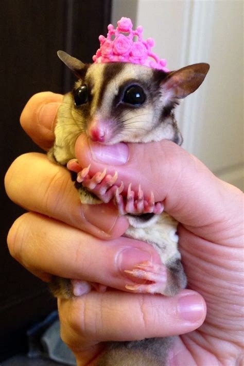 Pin by Samma on Sugar Glider | Sugar glider pet, Sugar glider, Sugar glider baby