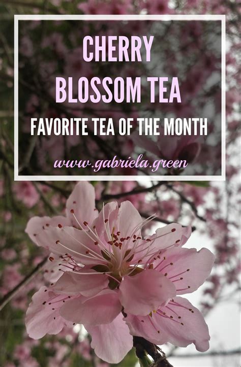 4 Surprising Cherry Blossom Tea Benefits - Gabriela Green