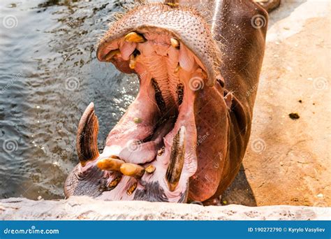 Hippo Feeding by Guests of the Zoo. Reproduction and Care of Hippos Stock Photo - Image of ...