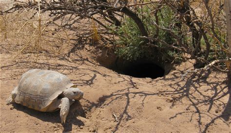 Bolson Tortoise | Turner Endangered Species Fund