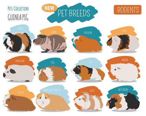 Guinea Pig Breeds, Colors and Patterns Explained [With Pictures ...