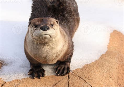 River otter 841706 Stock Photo at Vecteezy