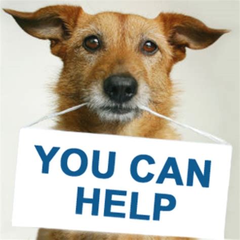 You can Help | Animal shelter, Animal rescue site, Animals