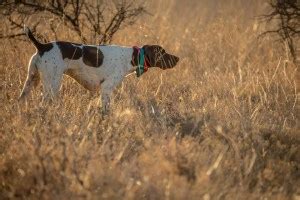 Texas Hunting License Requirements: What You Need to Know