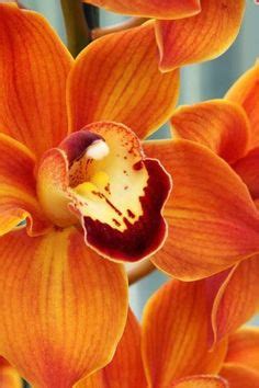 flowersgardenlove: Orange Orchids Beautiful gorgeous pretty flowers Cymbidium Orchids, Orange ...