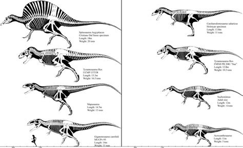 Largest Animals Through the Ages | Large animals, Prehistoric animals ...