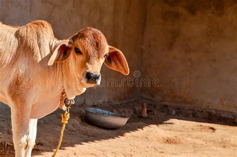 Indian Cow Images For Kids