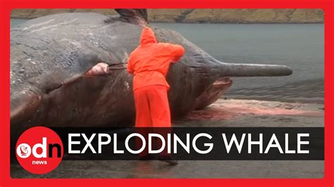 Exploding sperm whale Carcass caught on camera in The Faroe Islands! - YouTube