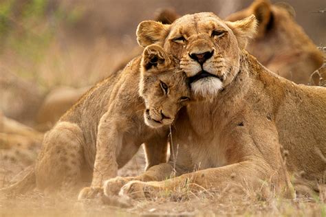 Safari animals: the story of lions and the best places to see them ...