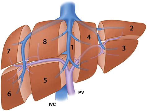 Liver Anatomy Segments