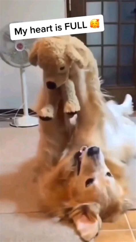 Dog toys are too cute, cute dog playing with his toy dog🥺 adorable dog videos, cute dog videos ...