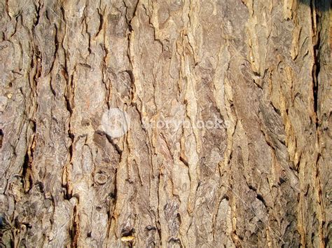 Dried_tree_bark Royalty-Free Stock Image - Storyblocks