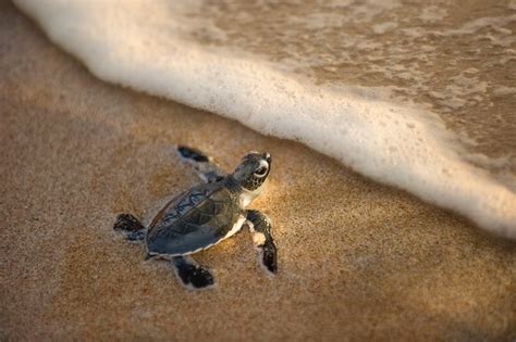 Open Thread for July 28 | The SparkNotes Blog | Baby sea turtles, Baby turtles, Baby animals