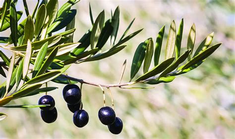 Jano's Garden: An olive tree grows in Carlsbad | The Coast News Group