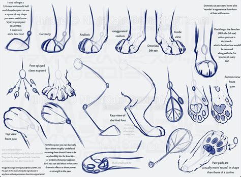 Cat Anatomy For Drawing at GetDrawings | Free download