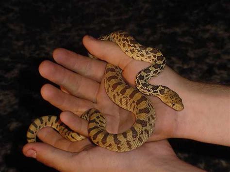 BullSnake