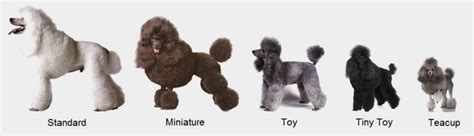 How Much Are Micro Minature Teacup Poodles