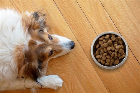 What are Limited Ingredient Dog Treats and Food? – EINSTEIN PETS