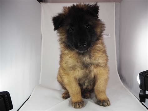 White Whisker Kennels LLC - Belgian Tervuren Puppies For Sale - Born on ...