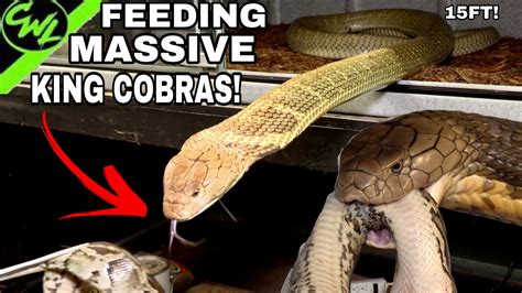 FEEDING MASSIVE KING COBRAS!!! - YouTube