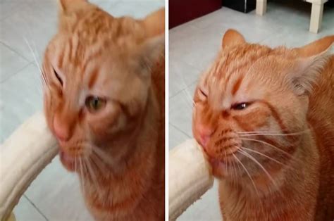 This Cat Devours A Banana And It Is Just So Darn Cute