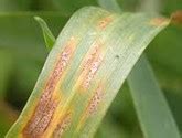 AgroPages-Developing wheat with resistance against Mycosphaerella fungus difficult but closer ...