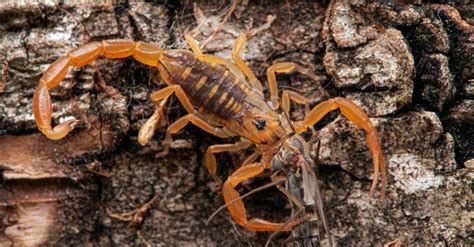 Discover The 3 Different Types of Scorpions in the United States - A-Z ...