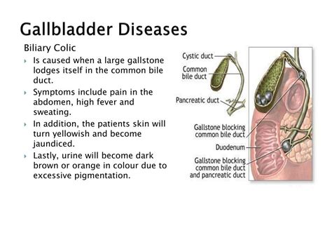 PPT - Structure and Function: The Gallbladder PowerPoint Presentation ...