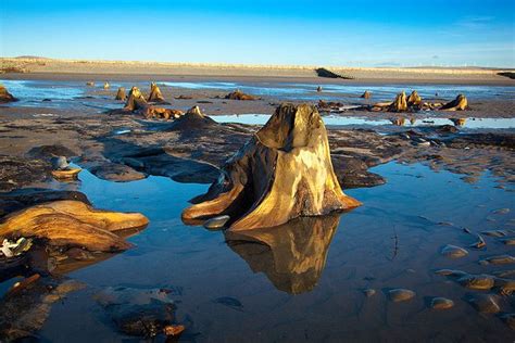 Borth beach | Tree stumps on beach Submerged forest - Wales | Wales coastal path, Borth wales ...