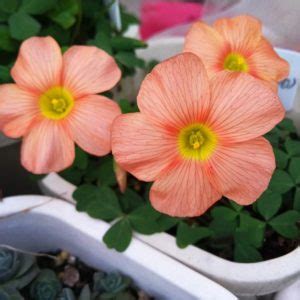 Oxalis Obtusa Seeds, 100pcs/pack – UrbanGardenSeed