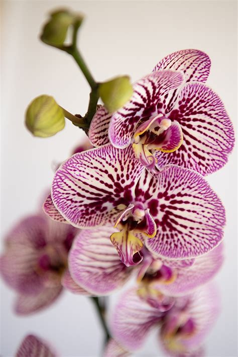 Purple Spotted - Formosa Orchid Nursery